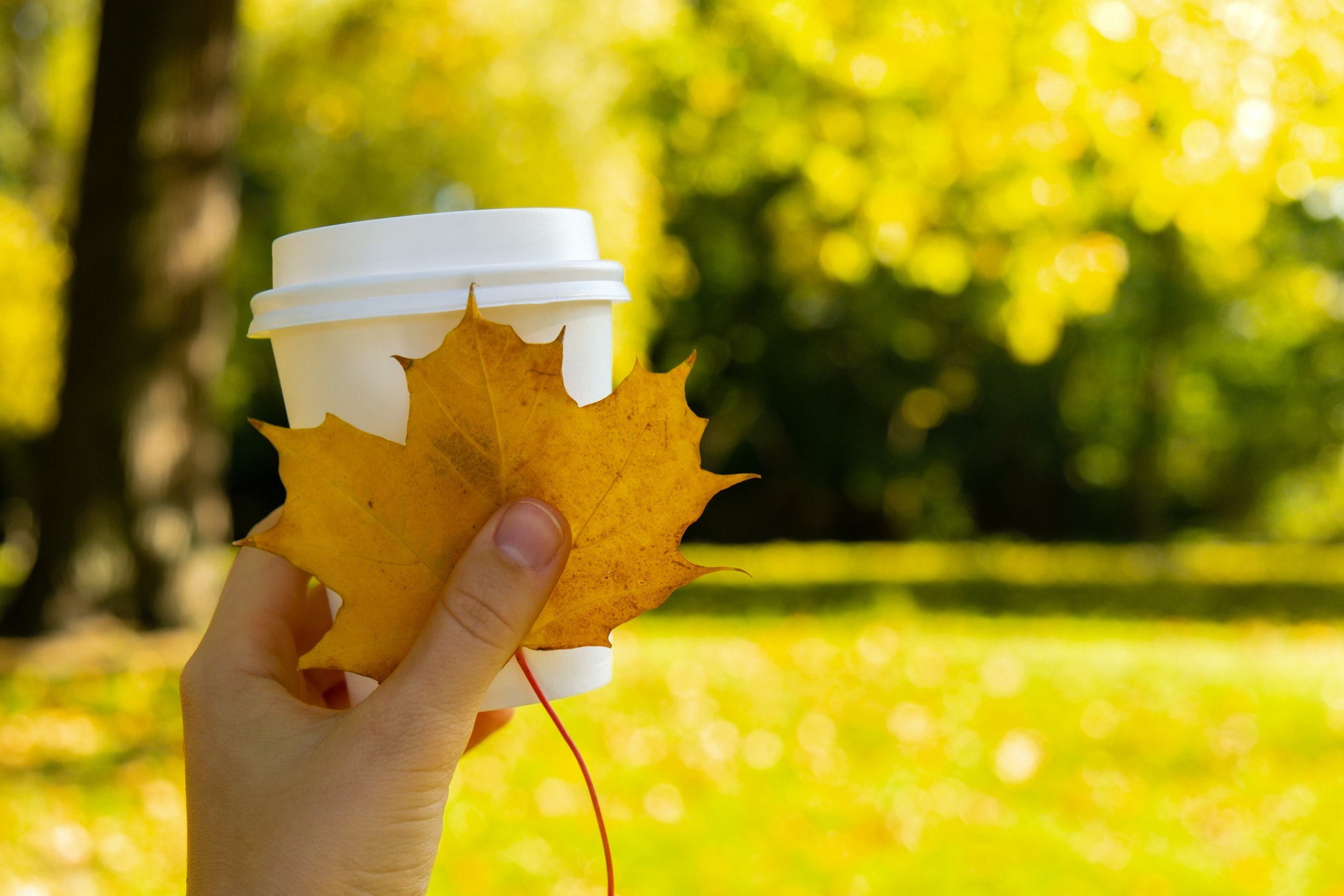 Woman holding Eco zero waste white paper cup copy space mockup Fall autumnal maple yellow leaf. Cup